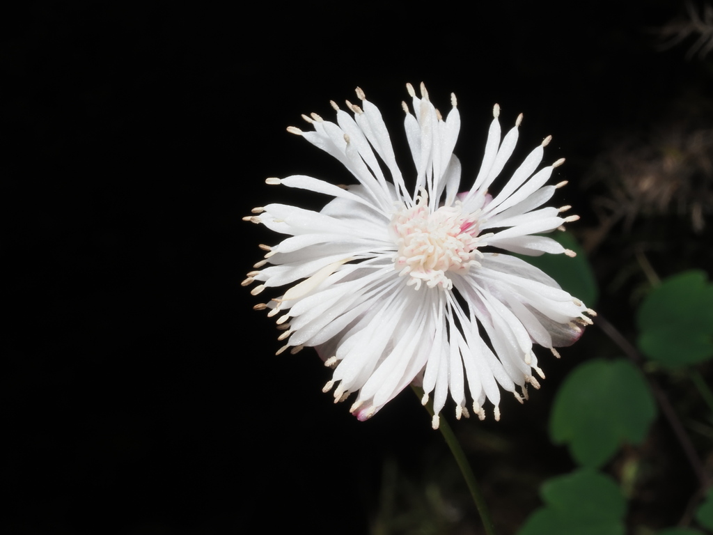 Thalictrum rubescens
