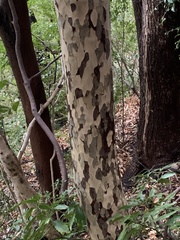 Litsea coreana, photograph (c) Daniel J. Layton, some rights reserved (CC BY)