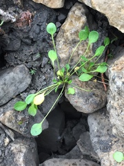 Cardamine bellidifolia
