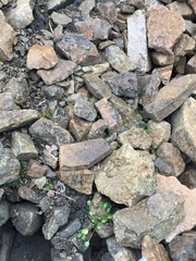 Cardamine bellidifolia