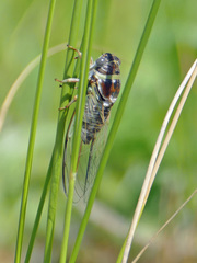 Diceroprocta viridifascia