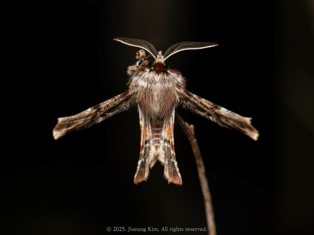 Apochima juglansiaria