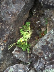 Cardamine bellidifolia