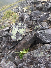 Cardamine bellidifolia