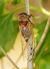 Diceroprocta olympusa