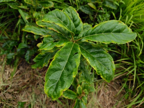 Image of Ehretia acuminata by (c) chiuluan, some rights reserved (CC BY)
