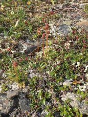 Tofieldia coccinea