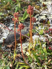 Tofieldia coccinea
