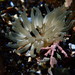 Silver Spotted Anemone - Photo (c) Nicholas Soucy, some rights reserved (CC BY-NC), uploaded by Nicholas Soucy