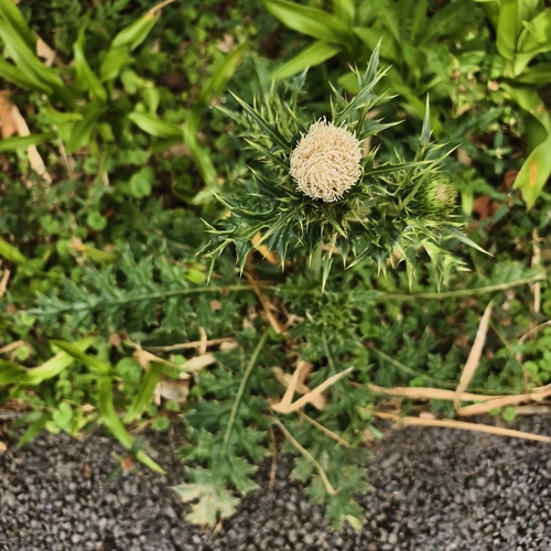 Cirsium brevicaule iNat (3)