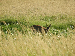 Odocoileus virginianus leucurus