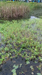 Ludwigia taiwanensis
