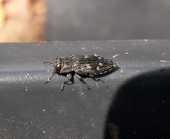 Chrysobothris viridiceps