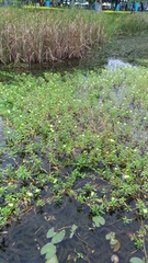 Ludwigia taiwanensis