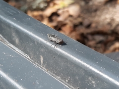 Chrysobothris viridiceps