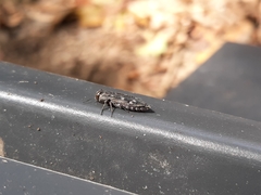 Chrysobothris viridiceps