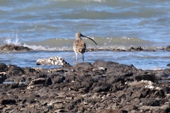 Numenius arquata