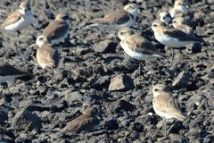 Charadrius mongolus
