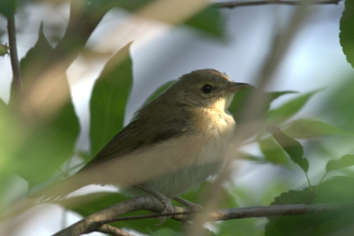 Curruca mosquitera (Sylvia borin)