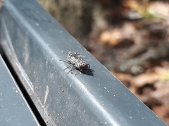 Chrysobothris viridiceps