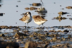 Calidris minuta