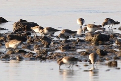 Calidris minuta