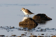 Charadrius mongolus