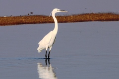 Egretta gularis