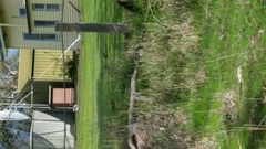 Platycercus eximius diemenensis