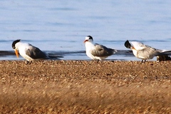 Thalasseus bengalensis