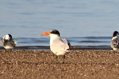 Thalasseus bengalensis