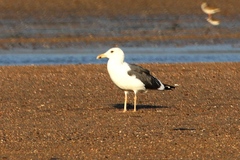 Larus fuscus heuglini