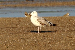Larus fuscus heuglini