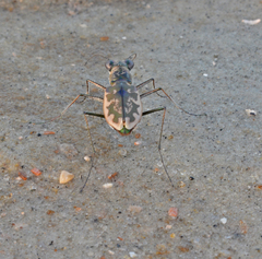 Ellipsoptera marginata