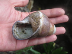 Helicostyla rufogaster