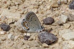 Plebejus samuelis
