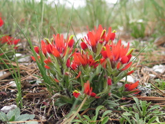 Castilleja bella