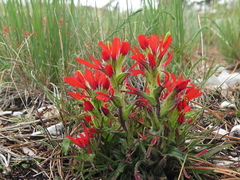 Castilleja bella