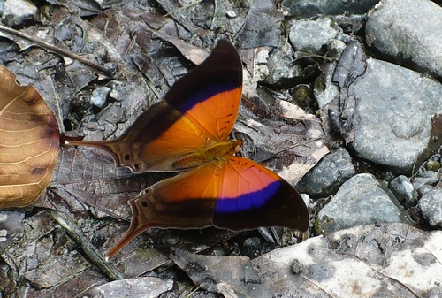 Marpesia furcula