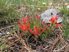 Castilleja bella