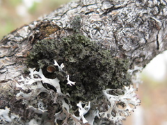 Tuckermanella fendleri