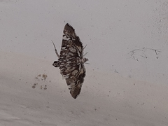 Chabula acamasalis