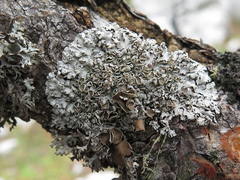 Imshaugia placorodia