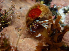 Pagurus acadianus