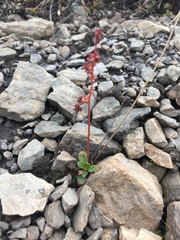 Micranthes foliolosa