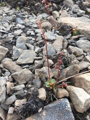 Micranthes foliolosa