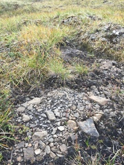 Micranthes foliolosa