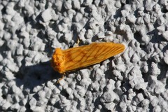 Eulithosia papago