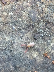 Wyochernes asiaticus