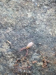 Wyochernes asiaticus